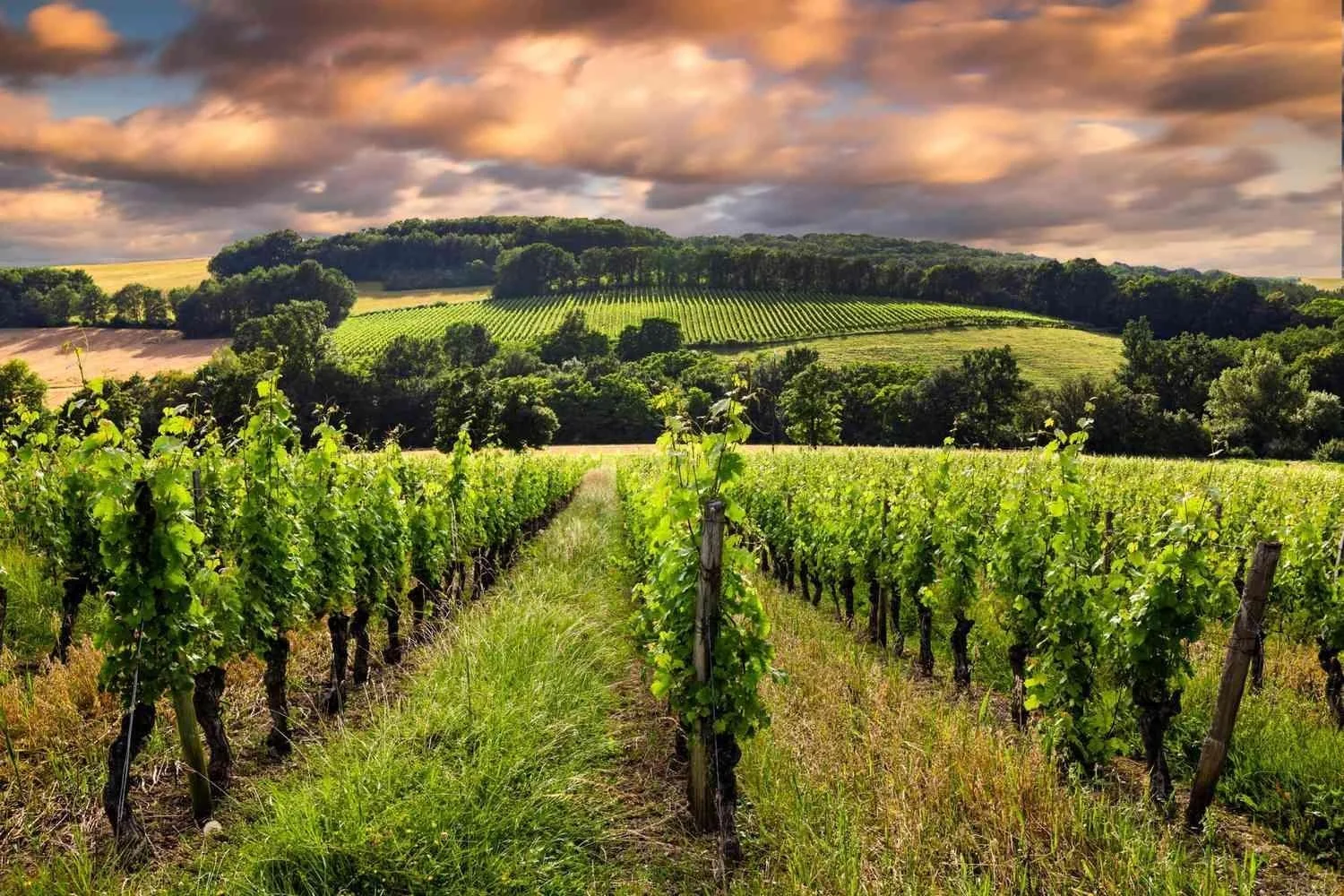 Vineyard rows beneath a dramatic evening sky in Bordeaux