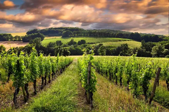 Vineyard rows beneath a dramatic evening sky in Bordeaux