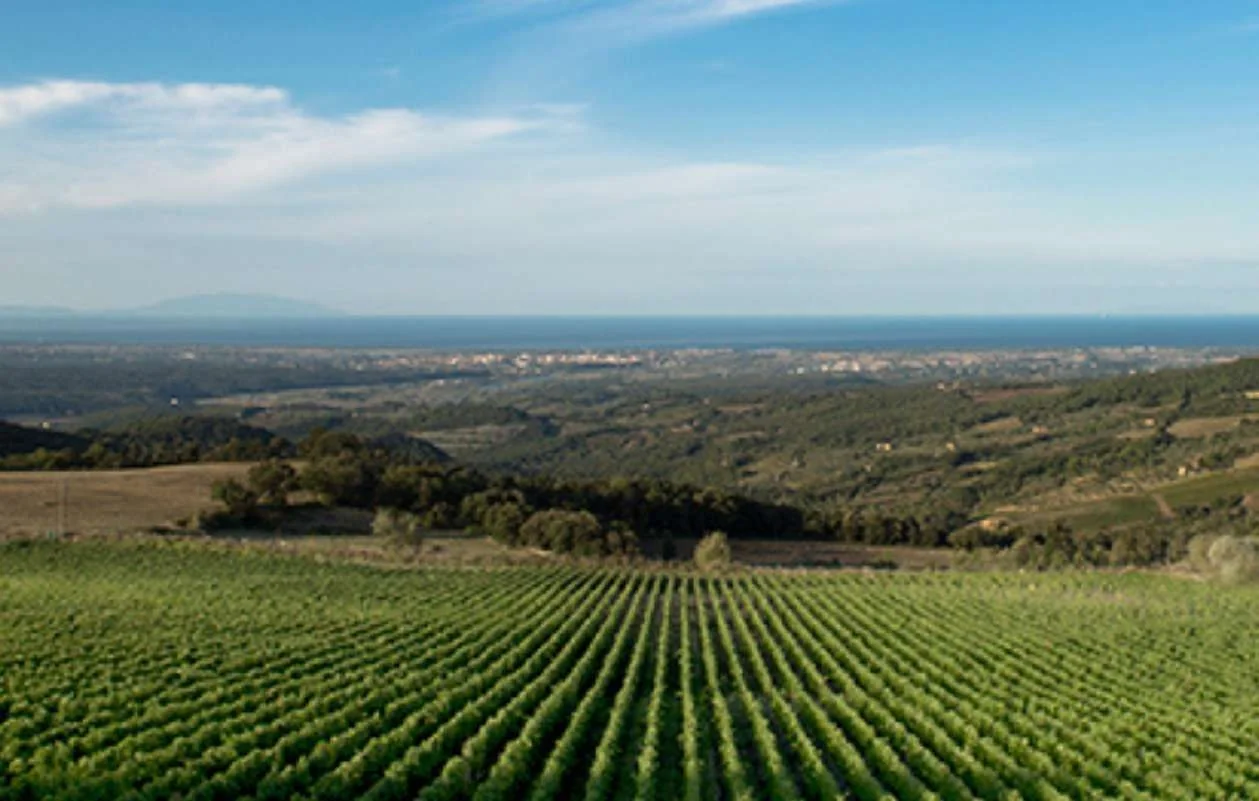 Vineyard rows overlooking the Tuscan coast