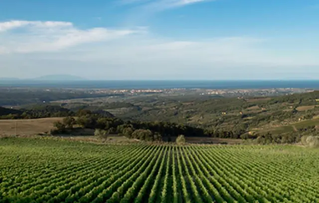 Vineyard rows overlooking the Tuscan coast