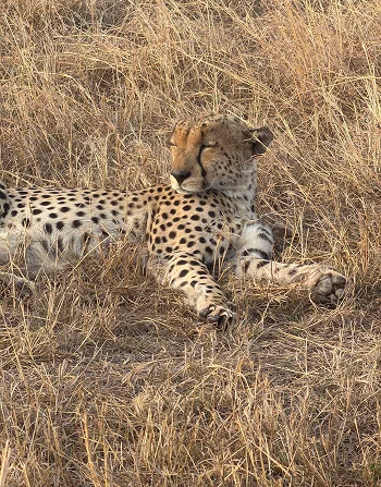 A cheetah resting in dry grass.