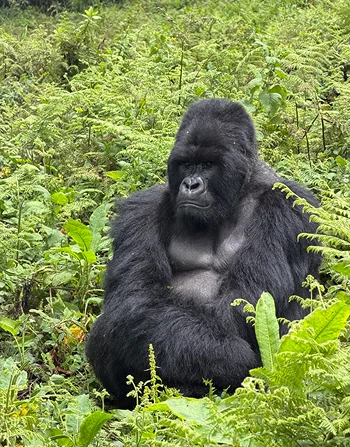 A gorilla seated among green forest plants.