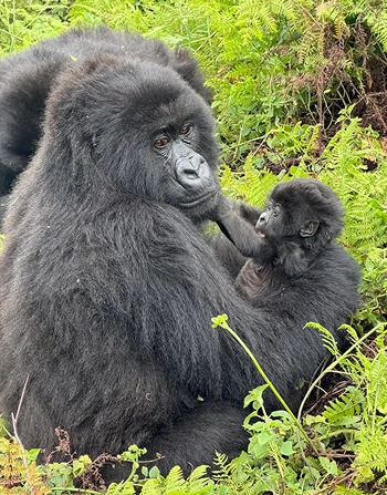 Gorillas together in green forest vegetation in Rwanda.