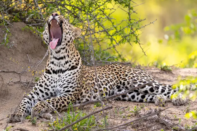 Cheetah Plains
