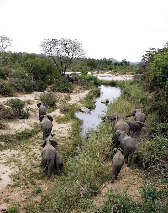 Londolozi Founders Camp