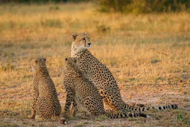 Londolozi Founders Camp