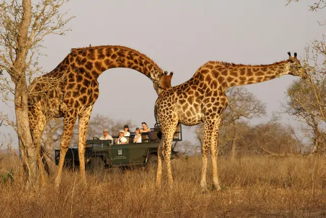 Londolozi Founders Camp