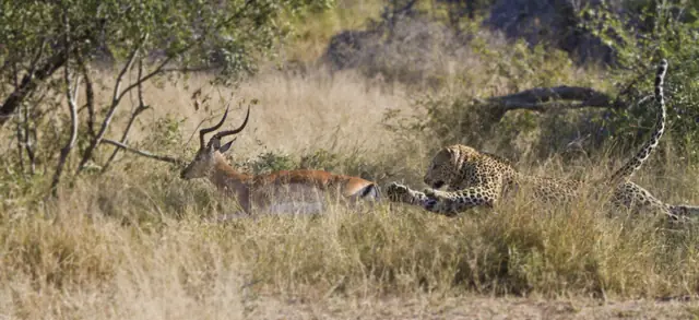 Londolozi Pioneer Camp