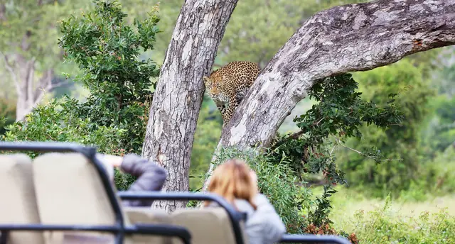 Londolozi Pioneer Camp