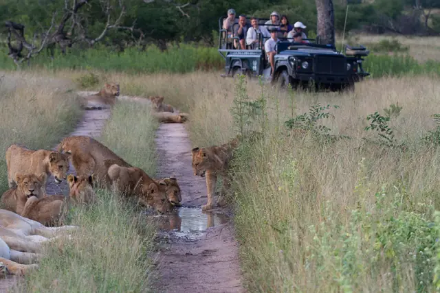Londolozi Pioneer Camp