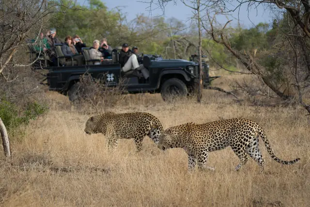 Londolozi Pioneer Camp