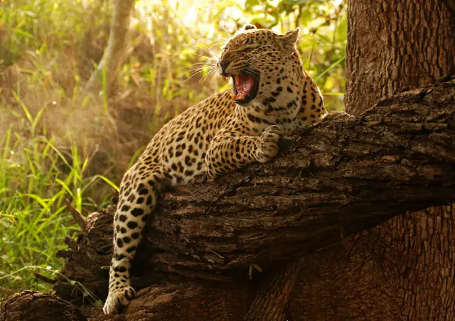 Londolozi Private Granite Suites