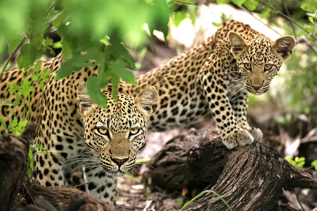 &Beyond Ngala Tented Camp