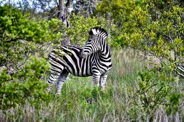 &Beyond Ngala Tented Camp